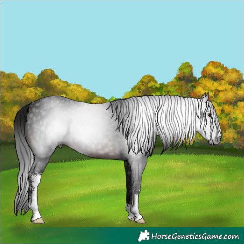 Horse Color:Gray Brown Sabino 