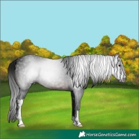 Horse Color:Gray Brown Sabino 