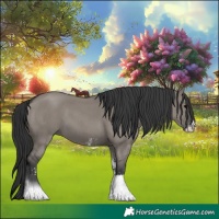 Horse Color:Grullo Sabino 