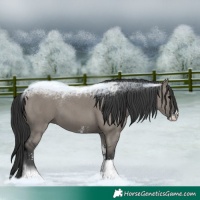 Horse Color:Grullo Sabino 