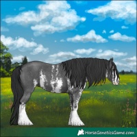 Horse Color:Black Sabino 