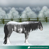 Horse Color:Black Sabino 
