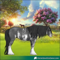 Horse Color:Black Sabino 