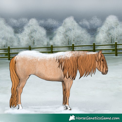Horse Color:Red Roan 