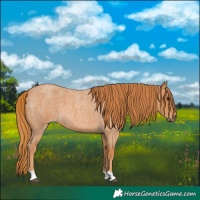 Horse Color:Red Roan