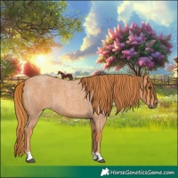 Horse Color:Red Roan 