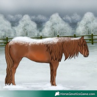Horse Color:Chestnut 