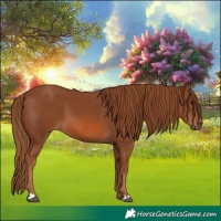 Horse Color:Chestnut 