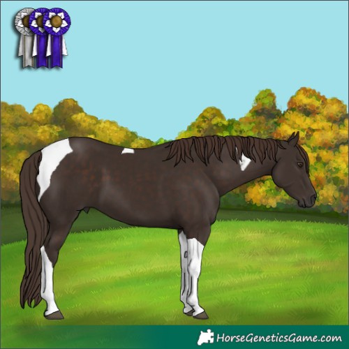Horse Color:Liver Chestnut Tobiano 