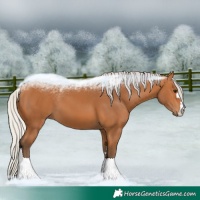 Horse Color:Silver Bay 