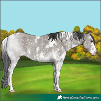 Horse Color:White Spotted Grullo Sabino 