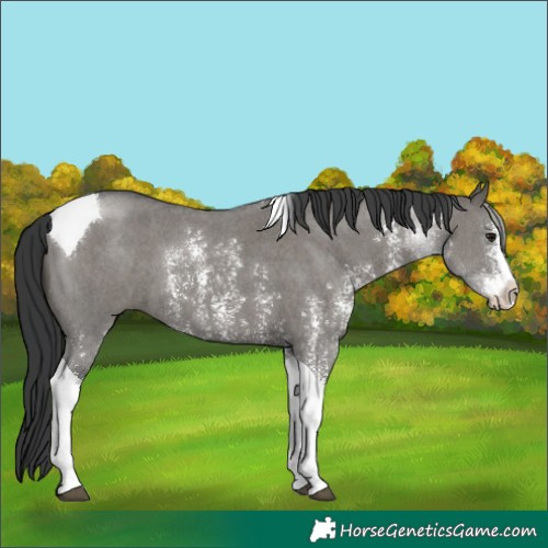 Horse Color:Grullo Sabino Tobiano