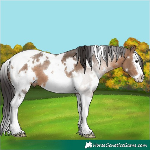 Horse Color:White Spotted Brown Dun Splash Tobiano 