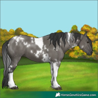 Horse Color:White Spotted Grullo Tobiano 