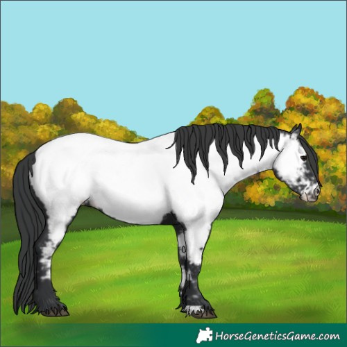 Horse Color:Black Appaloosa 