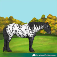 Horse Color:Black Appaloosa 