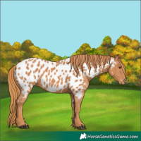 Horse Color:Chestnut Near Leopard 