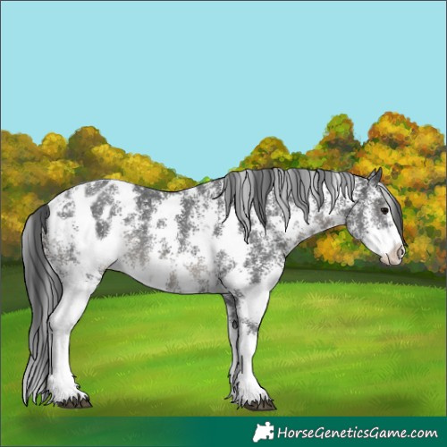 Horse Color:Black Sabino Blanket Rabicano