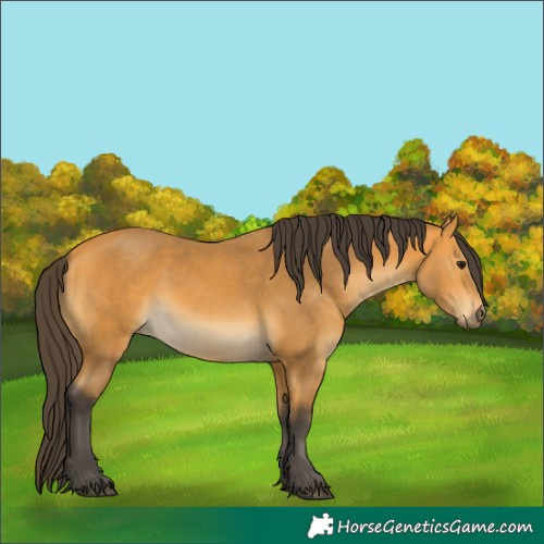 Horse Color:White Spotted Buckskin 