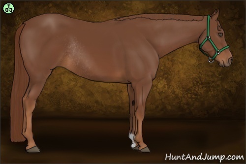 Horse Color:Chestnut Rabicano 