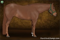 Horse Color:Chestnut Rabicano 