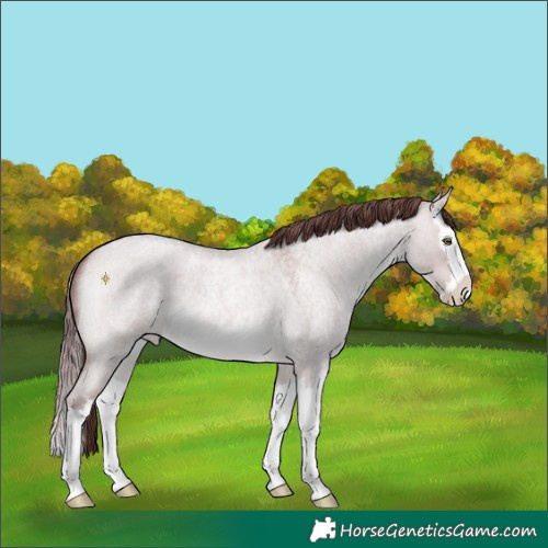 Horse Color:Platinum Chocolate Sable Champagne Roan Dun Splash 