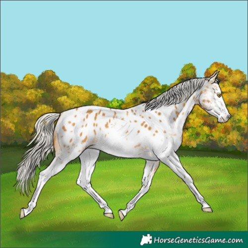 Horse Color:White Spotted Silver Buckskin Blanket 