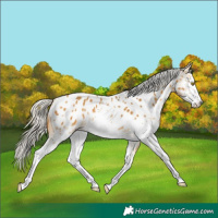 Horse Color:White Spotted Silver Buckskin Appaloosa 