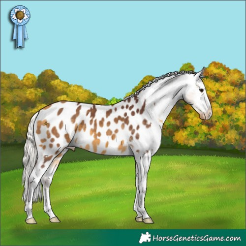 Horse Color:Chocolate Silver Buckskin Appaloosa 