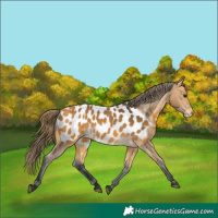 Horse Color:Buckskin Blanket 