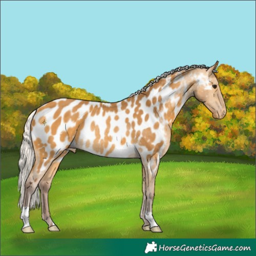 Horse Color:Chocolate Silver Buckskin Near Leopard Rabicano 