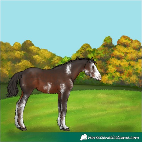 Horse Color:Liver Chestnut Sabino