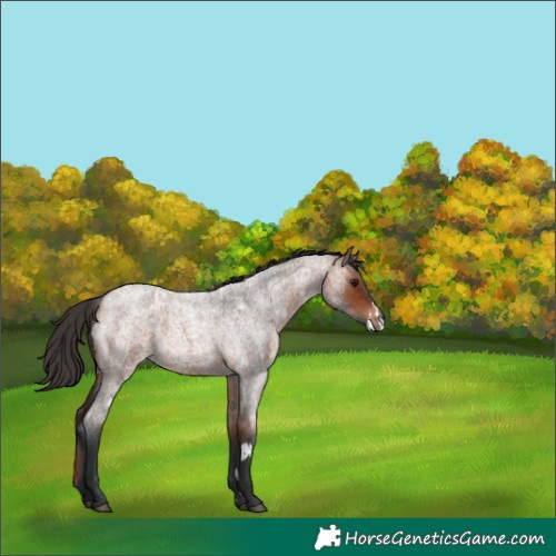 Horse Color:White Spotted Bay Roan