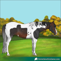 Horse Color:Brown Tobiano 