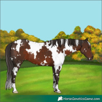 Horse Color:White Spotted Liver Chestnut 