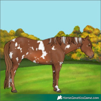 Horse Color:White Spotted Chestnut 