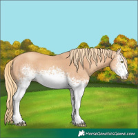 Horse Color:White Spotted Gold Champagne 
