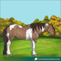 Horse Color:Liver Red Dun Tobiano 
