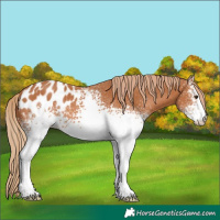 Horse Color:White Spotted Chestnut Appaloosa 