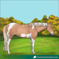 Horse Color:Gold Champagne Tobiano Frame 