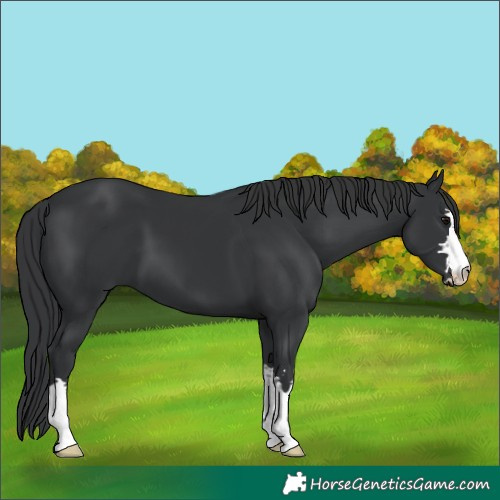 Horse Color:Black 