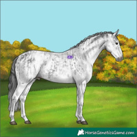Horse Color:Gray White Spotted Black and Gray White Spotted Black