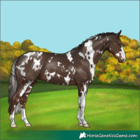 Horse Color:White Spotted Liver Chestnut