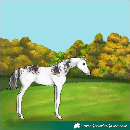 Horse Color:White Spotted Brown Splash 