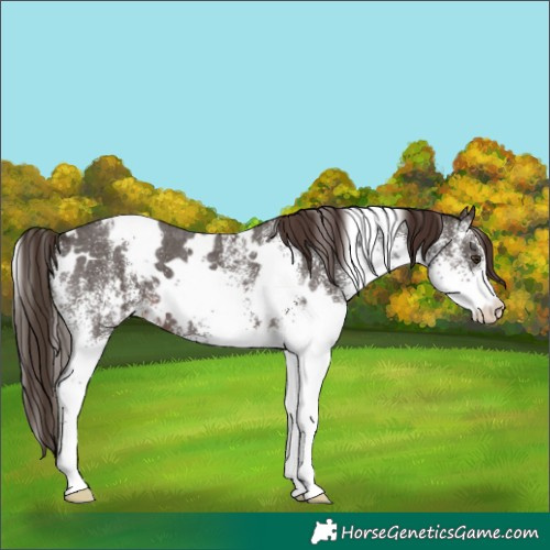 Horse Color:White Spotted Liver Chestnut 