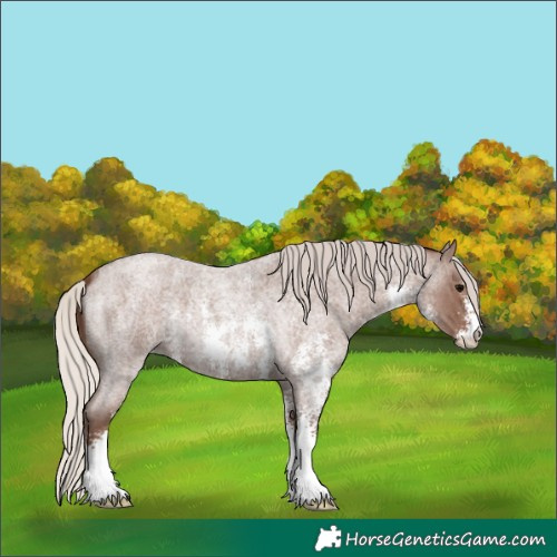 Horse Color:Silver Blue Roan Sabino 