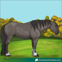 Horse Color:Unknown 