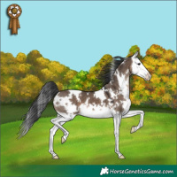 Horse Color:White Spotted Brown Dun Splash 