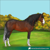 Horse Color:Brown 