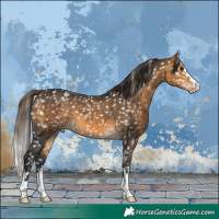 Horse Color:Buckskin Appaloosa 